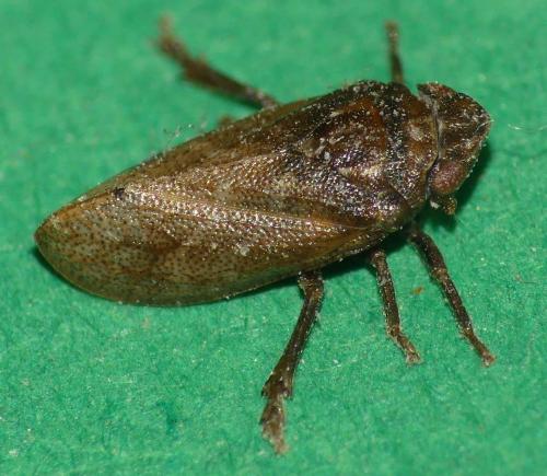 Tettigometra impressopunctata